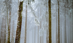 «Көктайғақ, тұман»: Еліміздің бірнеше өңірінде ескерту жасалды
