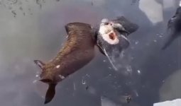 Атырауда қорық аумағында мал қырылды