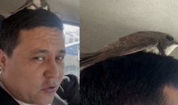 «Бақыт құсы қонды»: жүргізушінің басына қонған құс жұртты таңқалдырды (ВИДЕО)