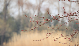 Мереке күндері ел аумағында ауа райы қандай болады?