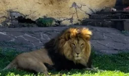 Семейдегі арыстандарға тас лақтыру оқиғасы және заң неге тоқтата алмайды