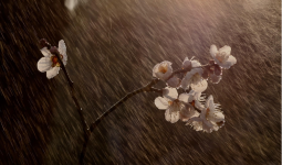 Жаңбыр, найзағай: Қазақстанның 10 өңірінде ауа-райы күрт нашарлайды