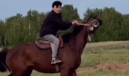 «Өкше сүйегі шытынап кеткен»: Қыдырәлі Болманов аттан оңбай құлады