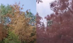 Жезқазғанда ағаштар қурап қалған: әкімдік суаруға неге ден қоймайды?
