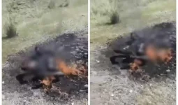 Күдікті әйелі мен баласы: Алматы облысында айдаладан полицейдің өртенген денесі табылды