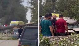 4 адам жарақат алды: Алматы облысында алып ағаш екі көлікті басып қалды