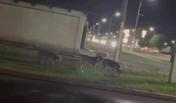 Қарағандыда түнде дала кезген төбеттер: Әкімдік қашанға дейін бейқам отырмақ?