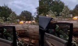 «Ішінде 5 адам болған»: Талдықорған-Текелі тасжолында алып ағаш көліктің үстіне құлады
