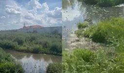 1,5 миллиард теңге суға кетті ме? Ақмола облысындағы нәжіс Есілге жайылып жатыр