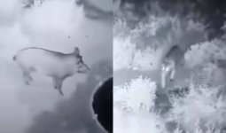 Жолбарыс пен қабанның айқасы жұртты таңғалдырды (ВИДЕО)