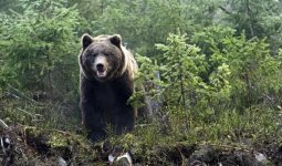 Шығыс Қазақстанда аю 58 жастағы ер адамға шабуыл жасады