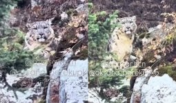 Алматы тауларында туристердің алдынан қар барысы шықты (ВИДЕО)