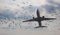 Астана әуежайында ұшақтар құстармен 5 рет соқтығысқан