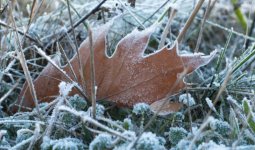29 қыркүйекте Қазақстанның бірқатар өңірінде үсік жүреді