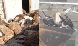Маңғыстаудың Бейнеу ауданында бір түнде ұсақ мал қырылып қалды (ВИДЕО)