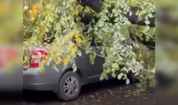 Алматыда көліктің үстіне ағаш құлады (ВИДЕО)