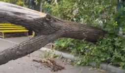 Қарағандыда ауладағы ағаш көліктің үстіне құлады: тұрғындар наразы