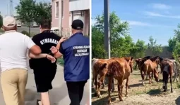 Шығын 25,4 млн теңге: Ақмола облысында әкесі мен ұлы 77 жылқы ұрлады деген күдікке ілінді