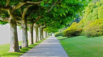 «Газонды елбасына көрсетуге ғана қоямыз»: Желіде жұмысшылардың жасыл желекті жинап жатқан видеосы жарияланды (ВИДЕО)