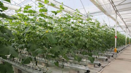 Түркиялық компания Түркістан облысында 200 гектар аумаққа жылыжай салмақ