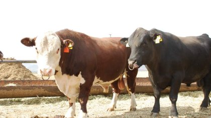 Қоғам белсендісі: «Шымкентте шенеуніктер бұқаларды күніне 30 литр сүт береді деп көрсетіп, әрқайсысына субсидия алған»