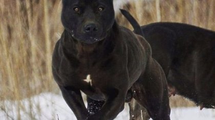 Талдықорғанда екі ит 7 жасар баланы талап өлтірген