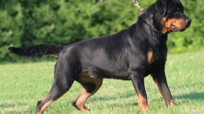 Алматы облысында 8 жасар қызды ит талап тастаған