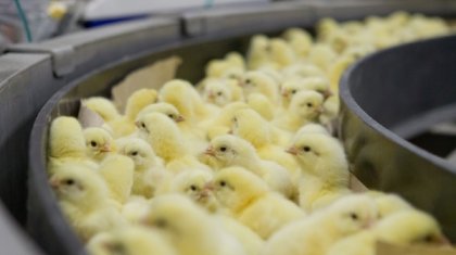 Ақмола облысында құс фабрикасы салынады