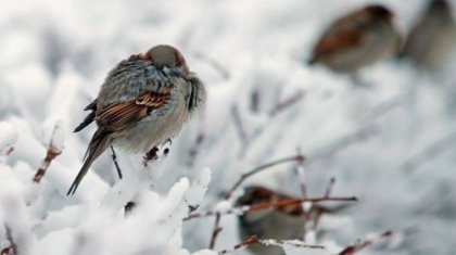 После снегопадов в Казахстане наступят сильные морозы