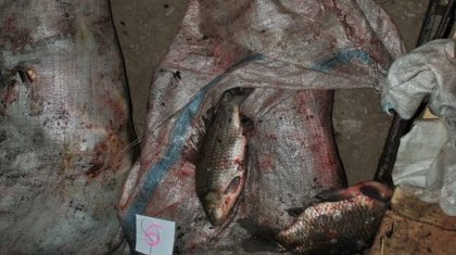 Более 100 кг рыбы незаконно выловили трое жителей Атырауской области
