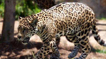 На любительницу «селфи» напал ягуар