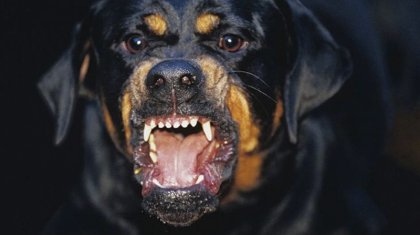 3 жасар қызды талап өлтірген ротвейлер тұқымдас иттер карантинде жатыр