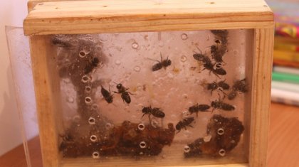 Павлодар облысында енді аралардың көмегімен емделуге болады