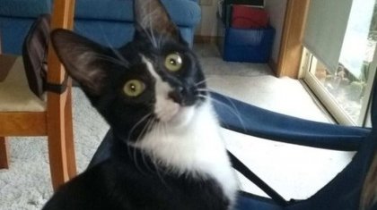 Кір машинаның ішінде жарты сағат жуылған мысық тірі қалды