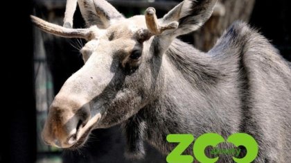 Алматылық жануарлар саябағы тағы бір аңынан айрылды