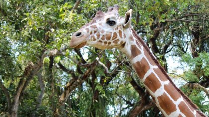Шымкентте жас жігіт жирафқа мініп, зообақтың тәртібін бұзды (ВИДЕО)