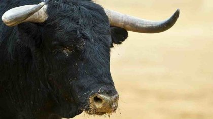 Павлодарда бұқа өз иесін сүзіп өлтірген: ұлы әкесінің денесін тауып алды