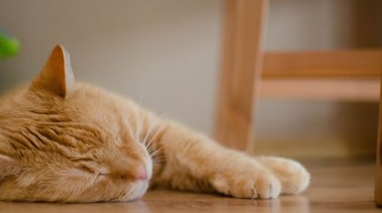 «Таңғы асқа «бақа» жеңіз»: ғалымдар жалқаулықтан арылудың 5 әдісін ұсынды