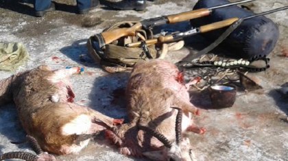 Таразда қарақұйрық атқандар қолға түсті (ВИДЕО)