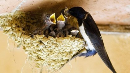 Қытайда қарлығаштың ұясы 3000$ тұрады (ФОТО)