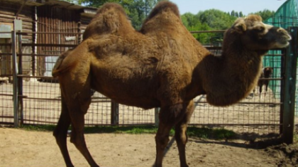 «Қап-қара болып тұтығып кеткен»: үй жануарлары да иесін жоқтайды