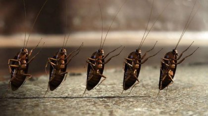 Тарақандарды өлтірмек болған ана мен бала ауруханадан бір-ақ шықты