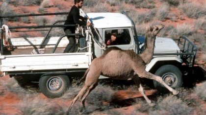 Аурулар таралуда: Австралияда 10 мың жабайы түйені жаппай атып тастамақ