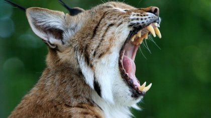 Ғалымдар адам етін жейтін мысықтардың пайда болғанын ескертеді