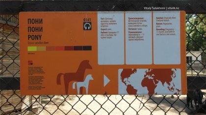 Семей зообағының басшысы пониді сойып, жеп қойған