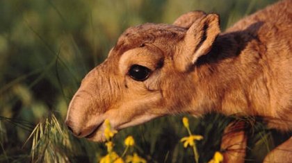 Құралай деген қандай жаратылыс?