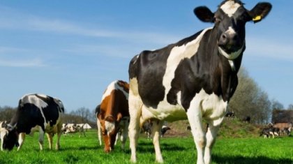 «Сыбаға» бұйырмаған шаруалар аштық жариялауға мәжбүр