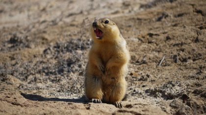 Моңғолияда адамды бір күнде өлтіретін оба тарай бастады