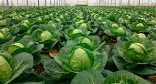 Ғалымдар коронавирусты жоятын өнімді анықтады