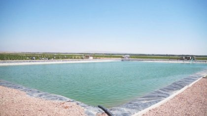 «Өзбекстанның инвесторларына жағдай жасаймыз»: түркістандықтар бау-бақша егуді көршілерден үйренуде